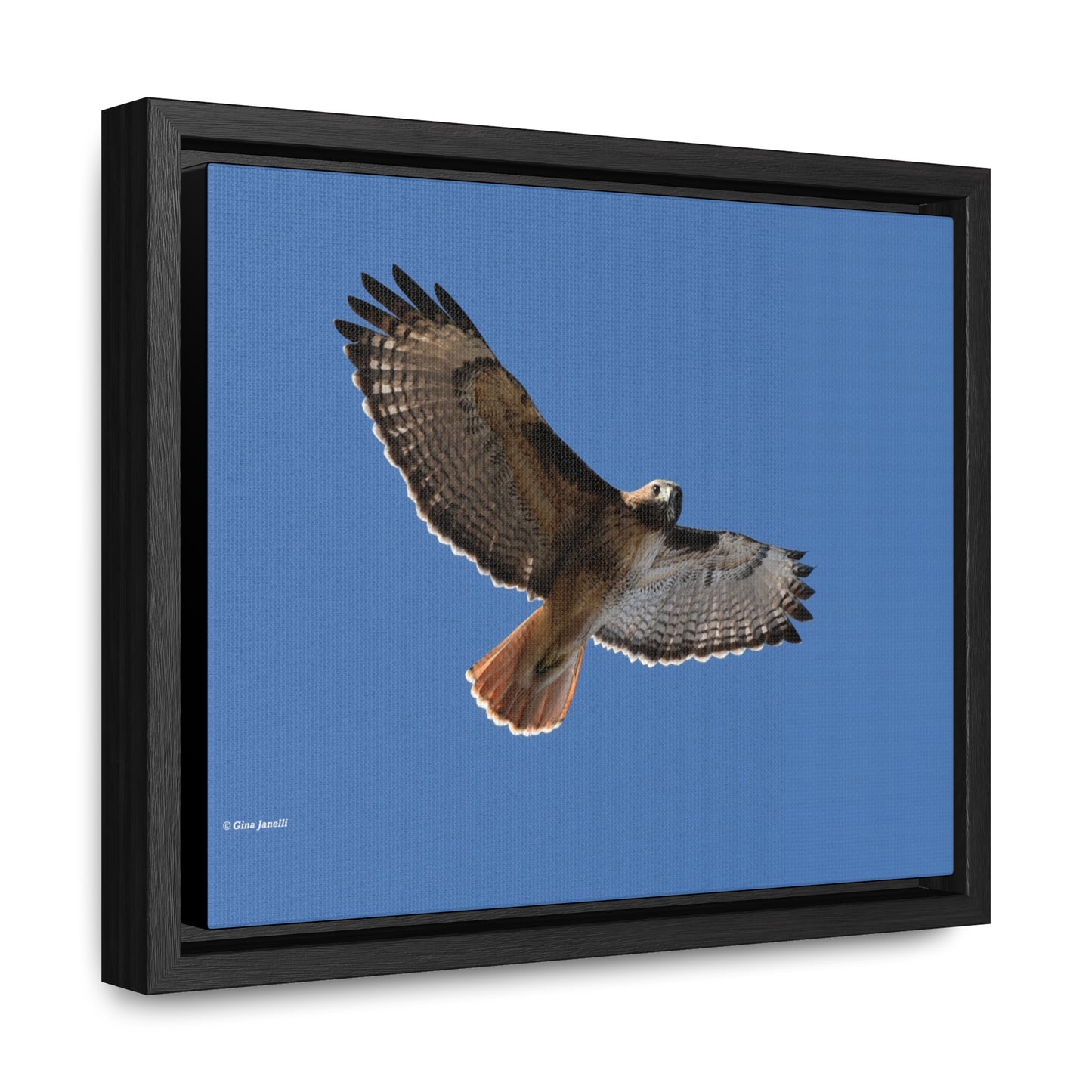 Red Tail Hawk Gallery Canvas Wraps, Horizontal Frame
