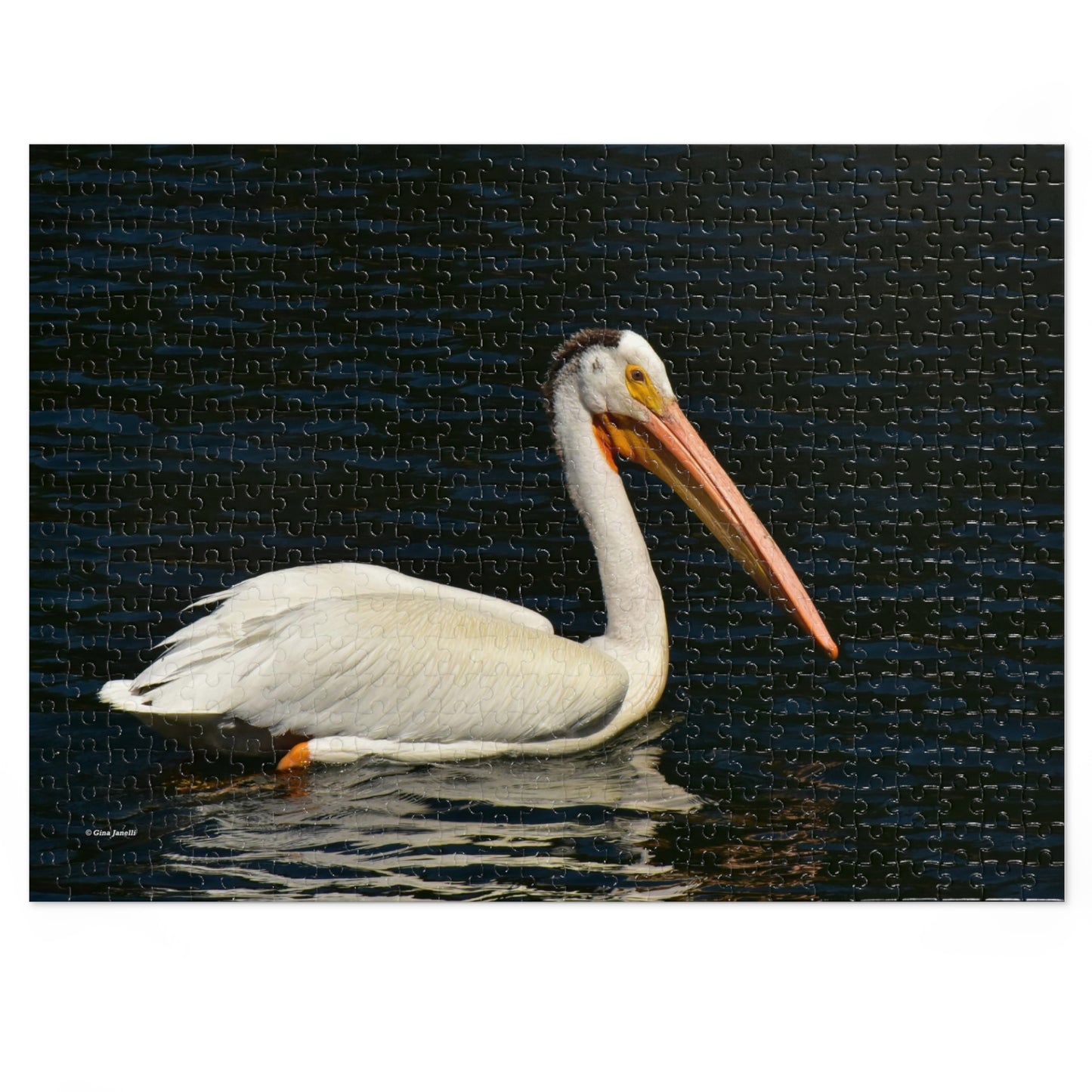 American White Pelican Jigsaw Puzzle ( 110, 252, 500, Piece)