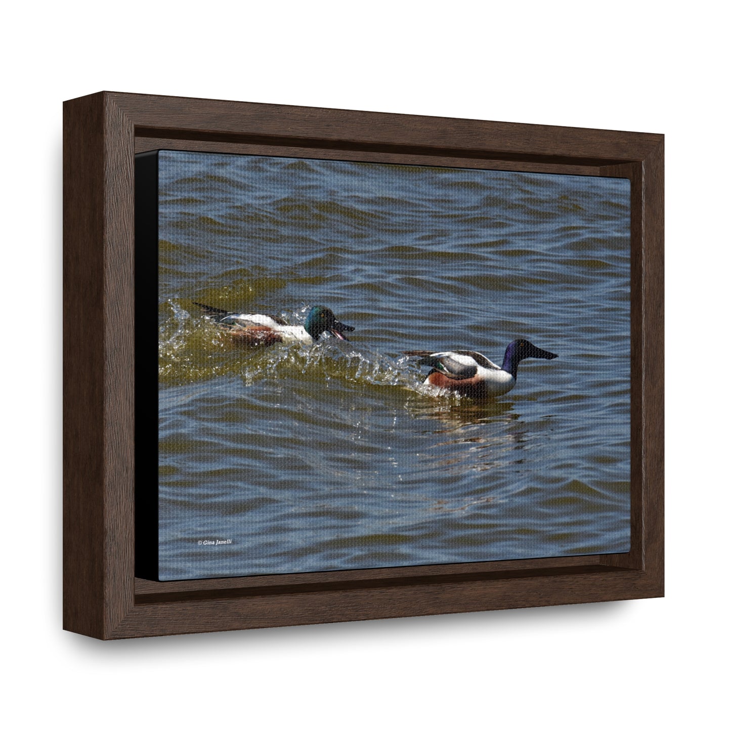 Northern Shoveler Gallery Canvas Wraps, Horizontal Frame