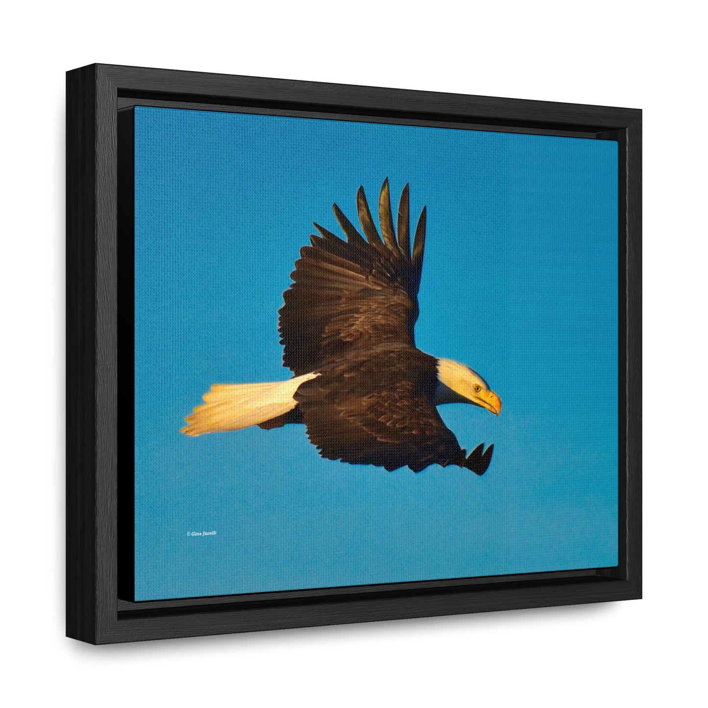Bald Eagle Gallery Canvas Wraps, Horizontal Frame