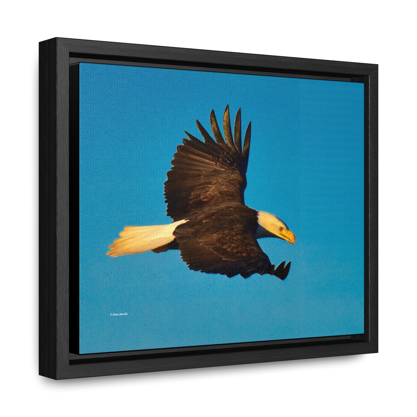 Bald Eagle     Gallery Canvas Wraps, Horizontal Frame