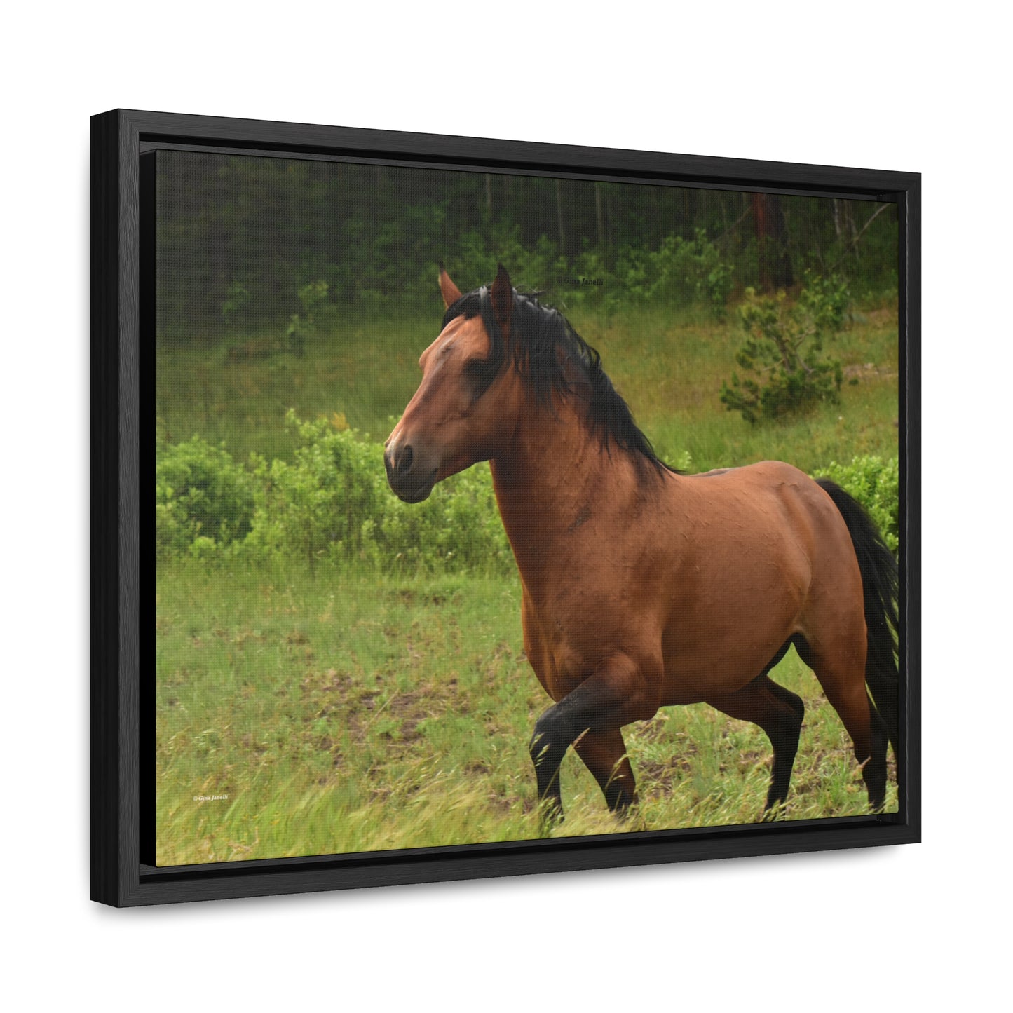 Protector, Wild Stallion Gallery Canvas Wraps, Horizontal Frame