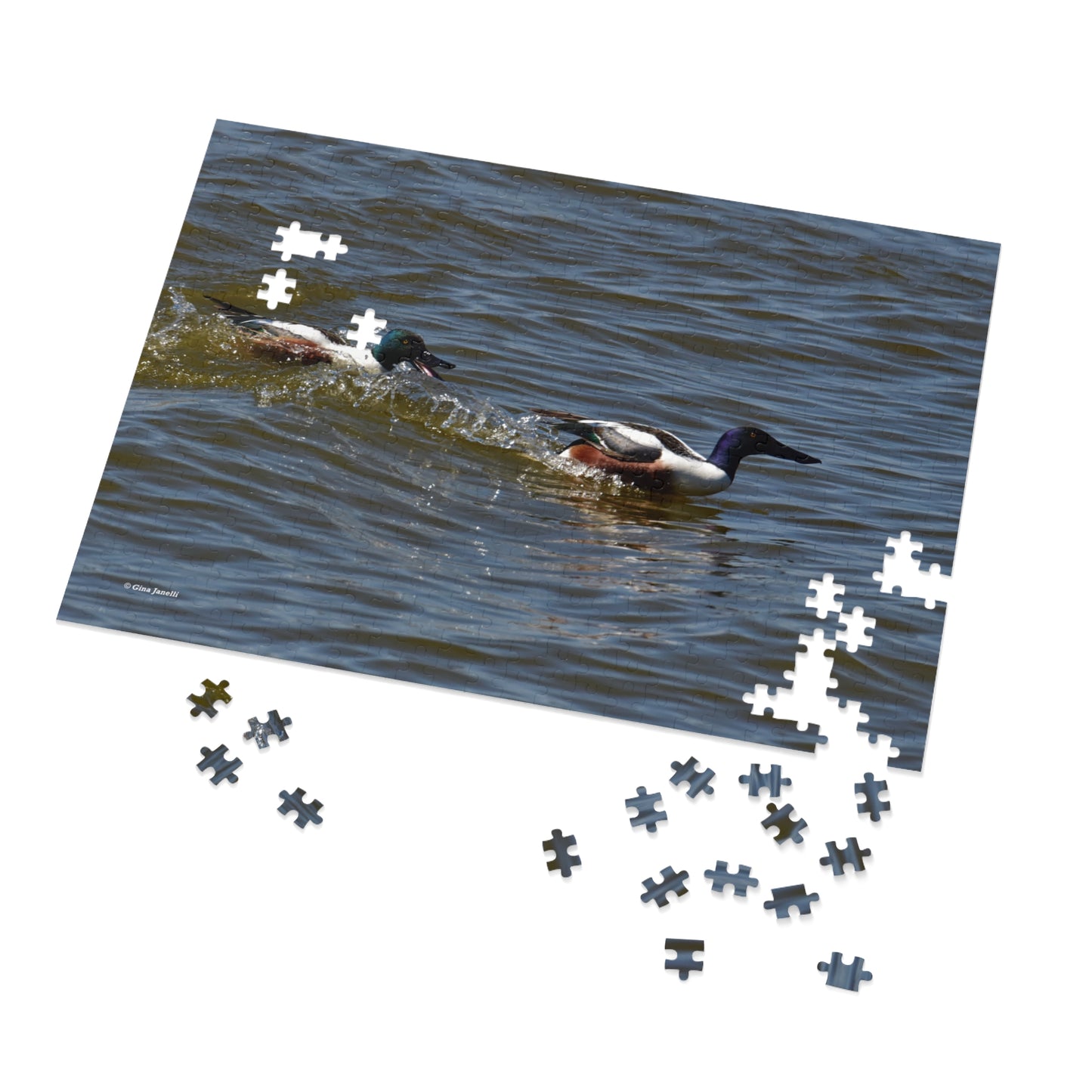 Northern Shoveler Jigsaw Puzzle (110, 252, 500, 1000, Piece)