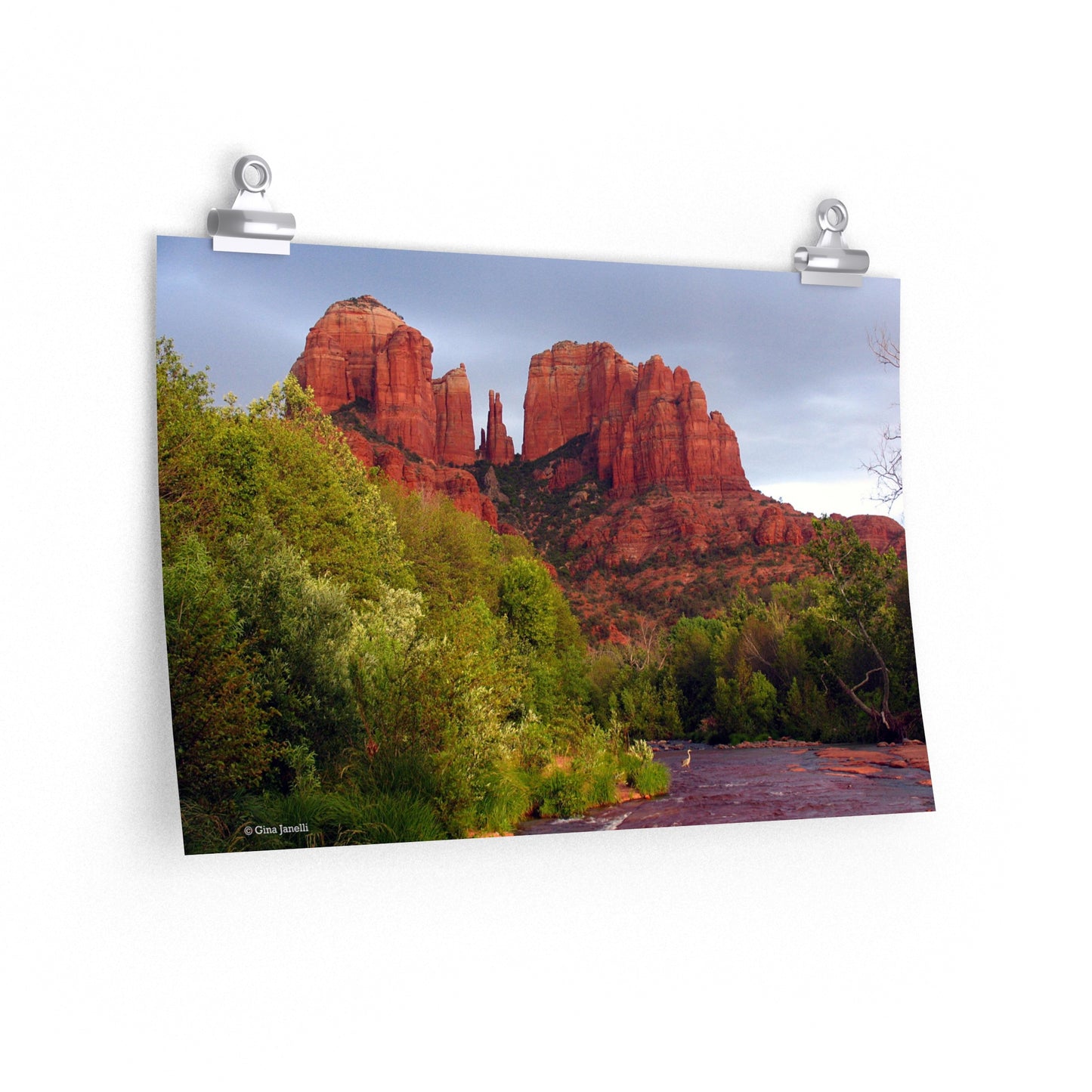 Cathedral Rock & Great Blue Heron, Sedona Az.                                 Premium Matte horizontal posters