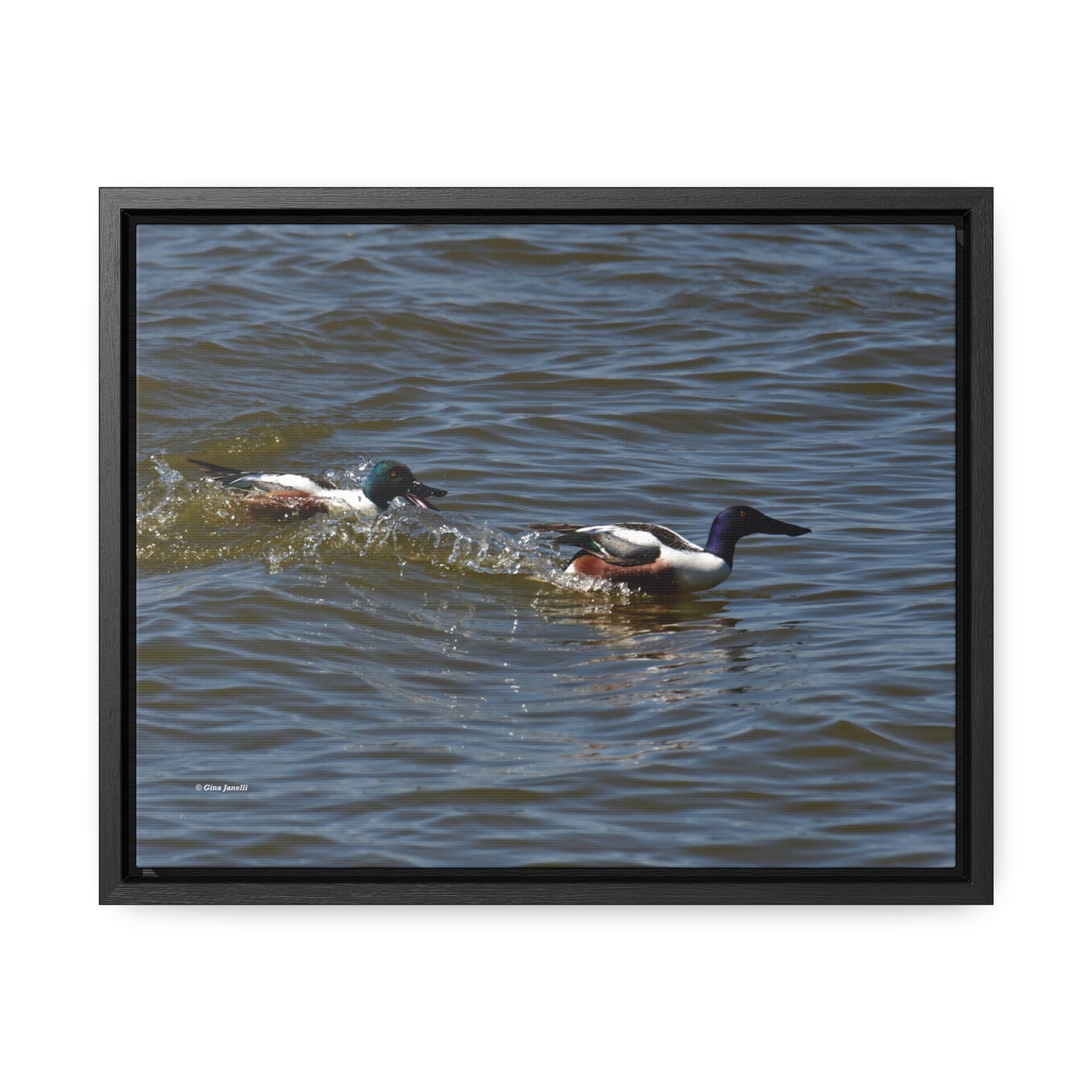 Northern Shoveler Gallery Canvas Wraps, Horizontal Frame