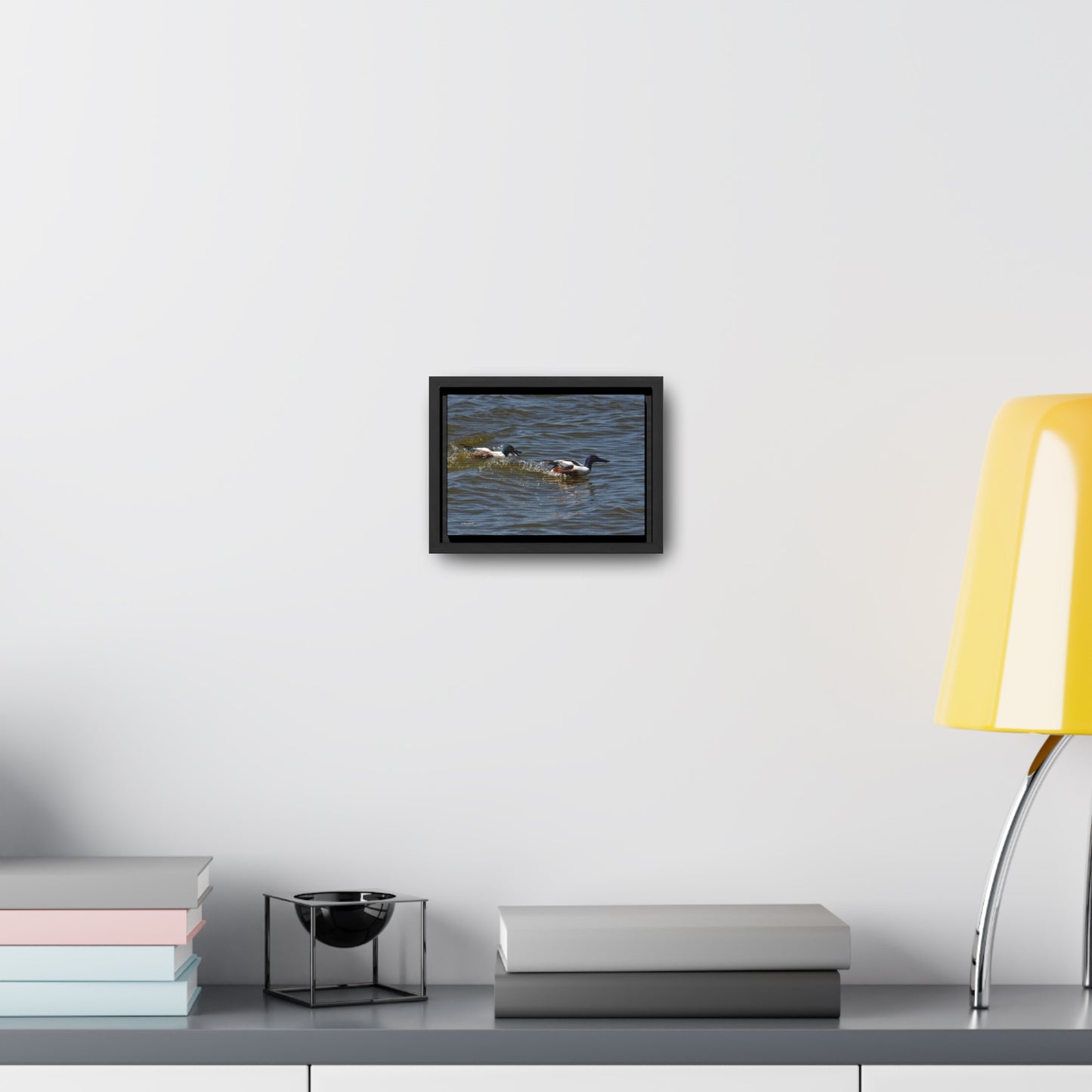 Northern Shoveler Gallery Canvas Wraps, Horizontal Frame