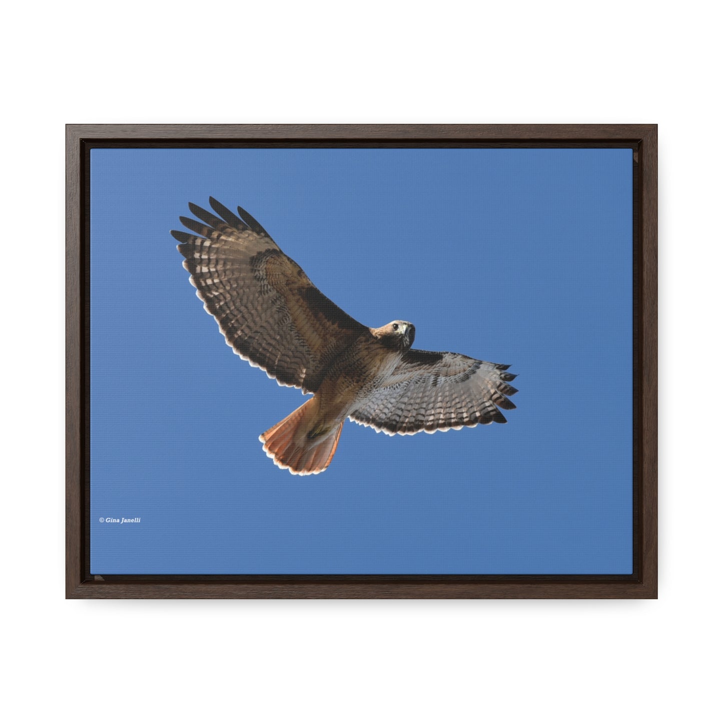 Red Tail Hawk Gallery Canvas Wraps, Horizontal Frame