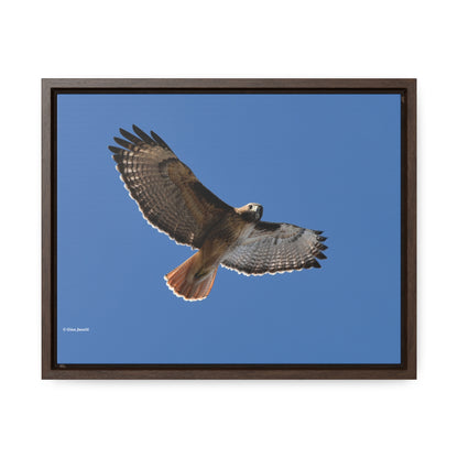 Red Tail Hawk      Gallery Canvas Wraps, Horizontal Frame