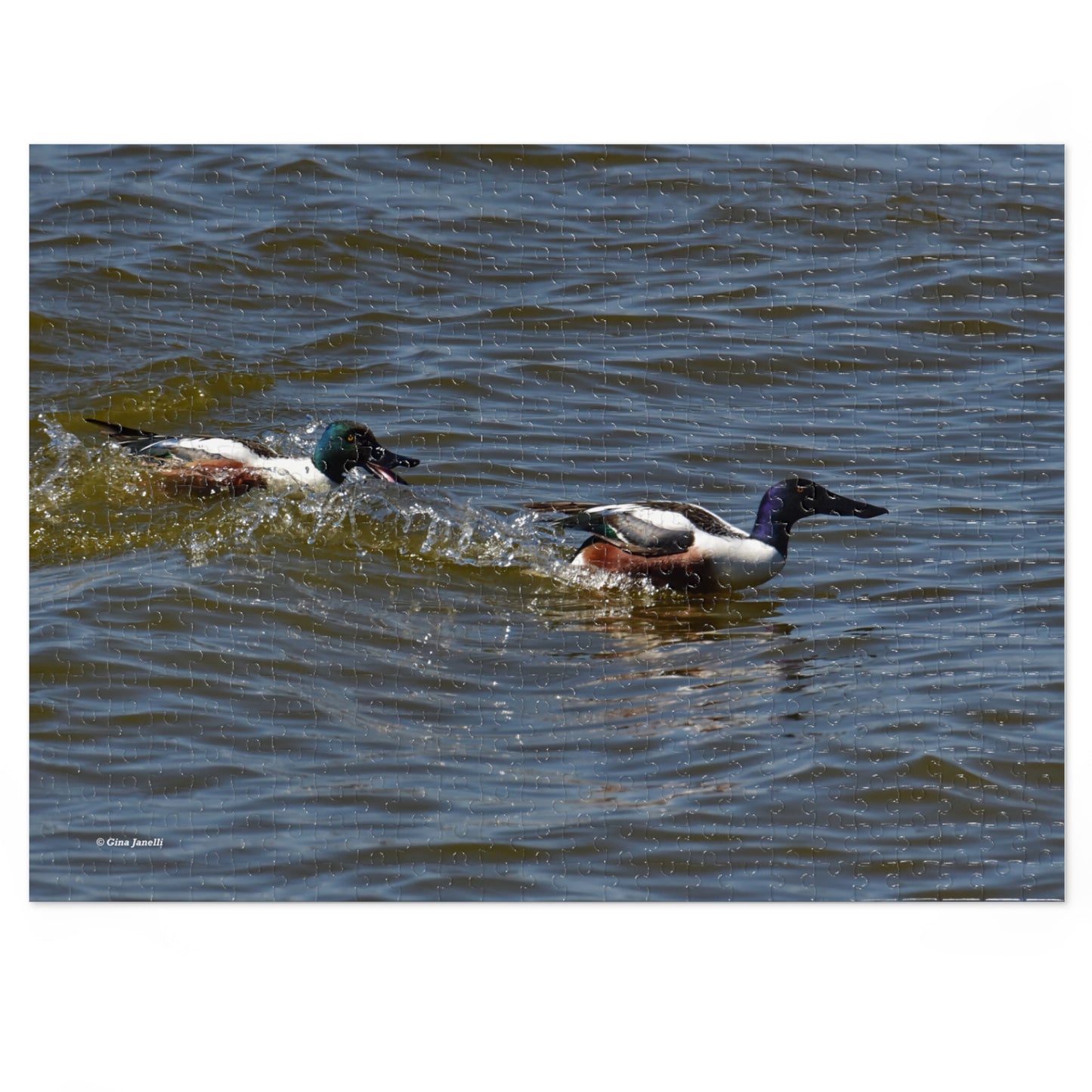 Northern Shoveler Jigsaw Puzzle (110, 252, 500, 1000, Piece)