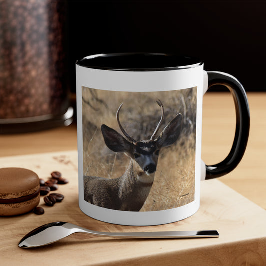 Young Buck - Mule Deer       Accent Coffee Mug, 11oz
