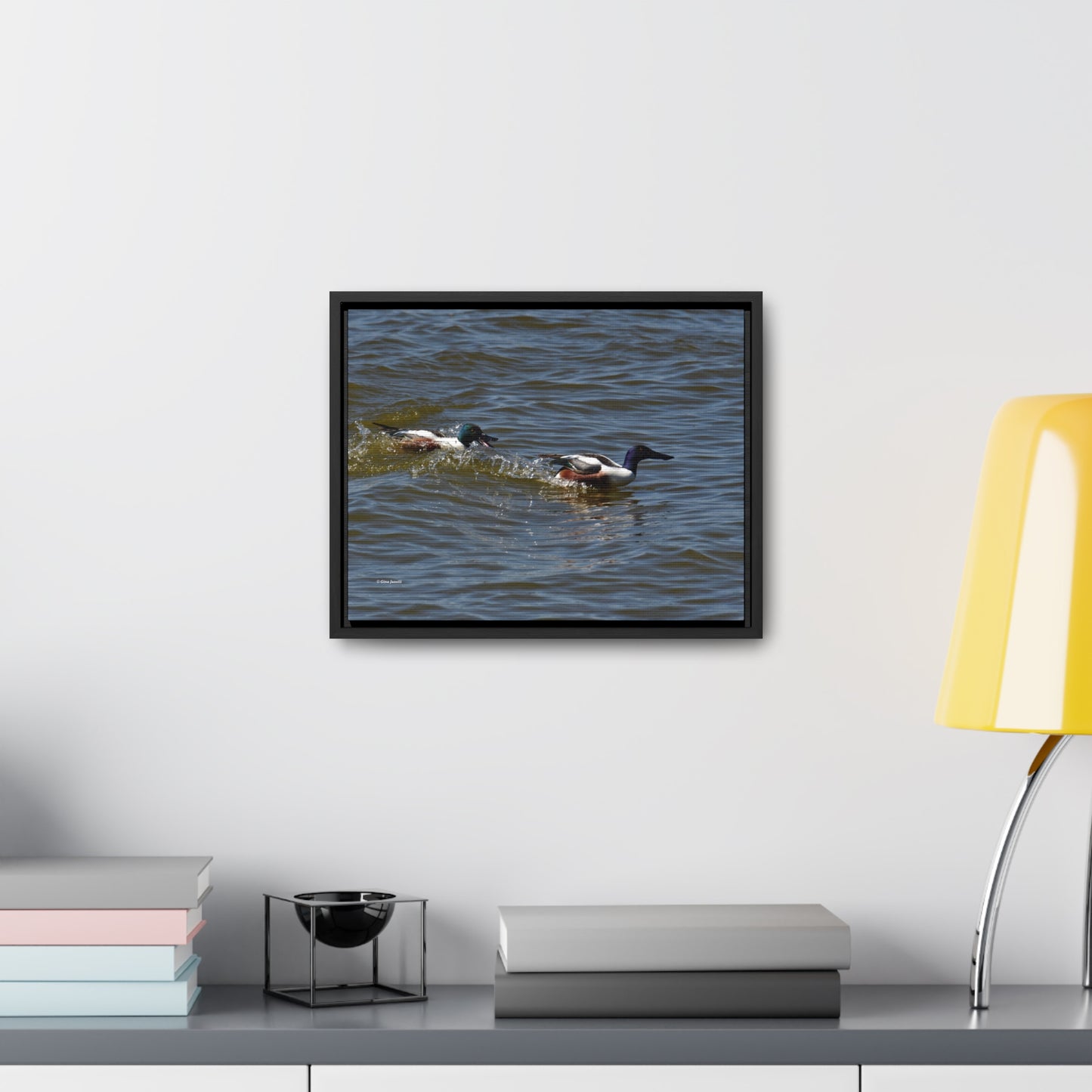 Northern Shoveler Gallery Canvas Wraps, Horizontal Frame