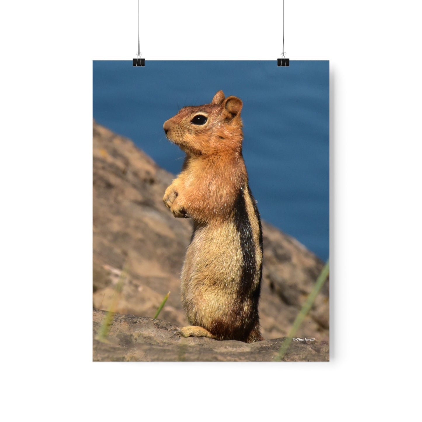 Golden-mantled ground squirrel         Premium Matte vertical posters