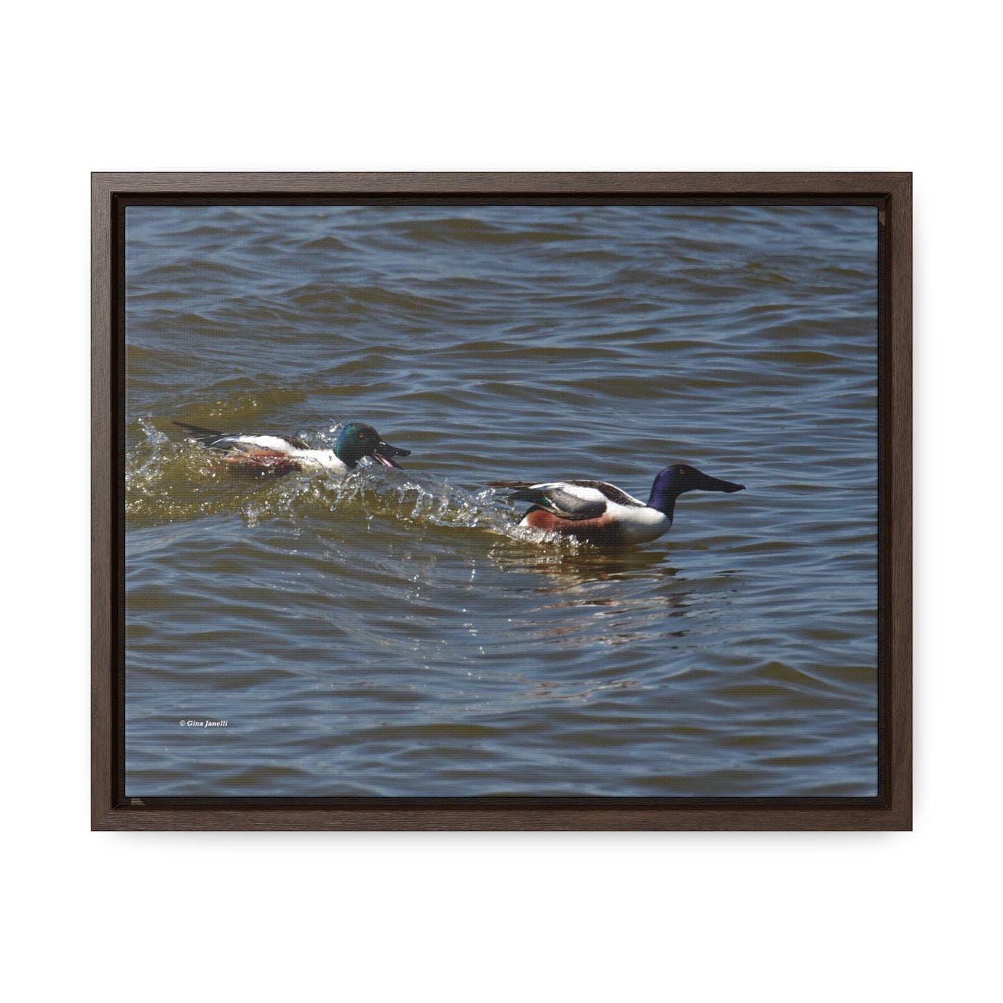Northern Shoveler Gallery Canvas Wraps, Horizontal Frame