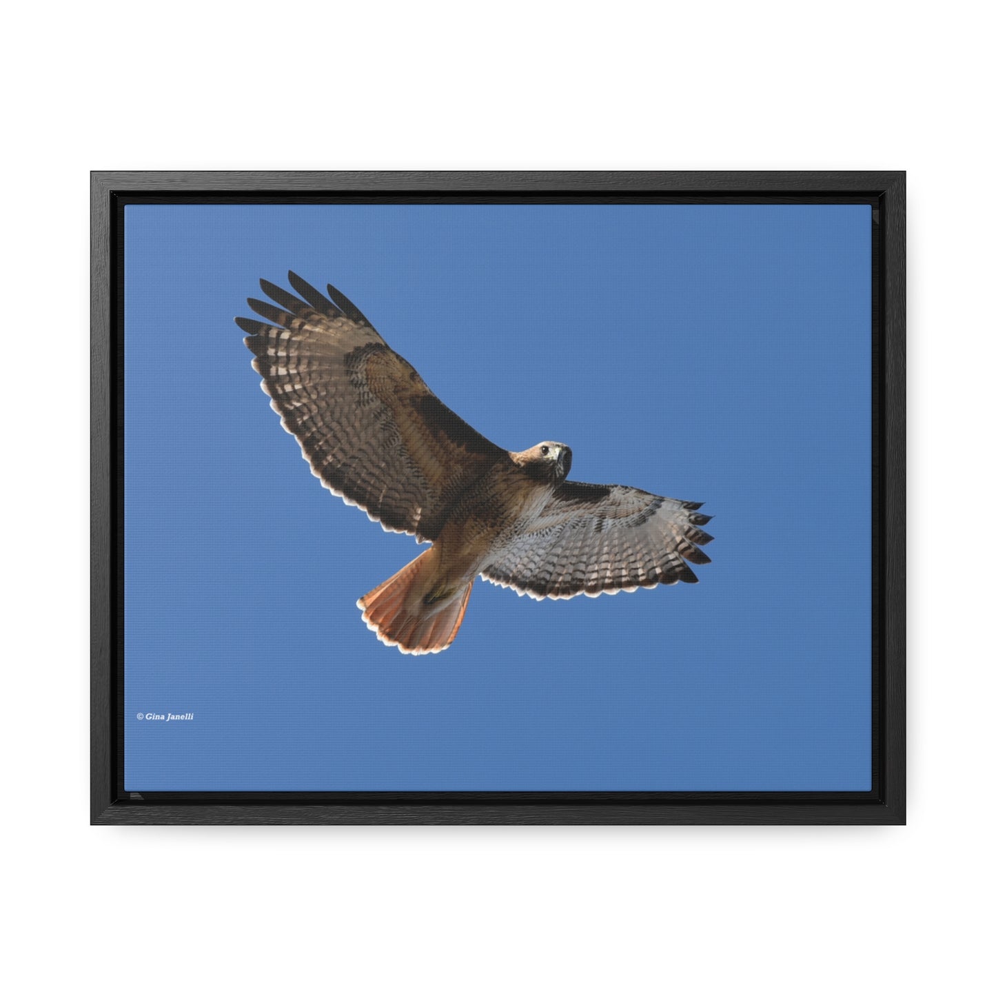 Red Tail Hawk Gallery Canvas Wraps, Horizontal Frame