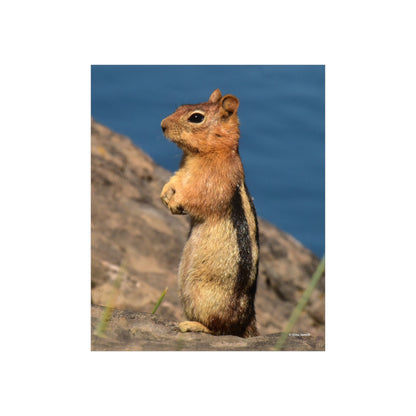Golden-mantled ground squirrel         Premium Matte vertical posters