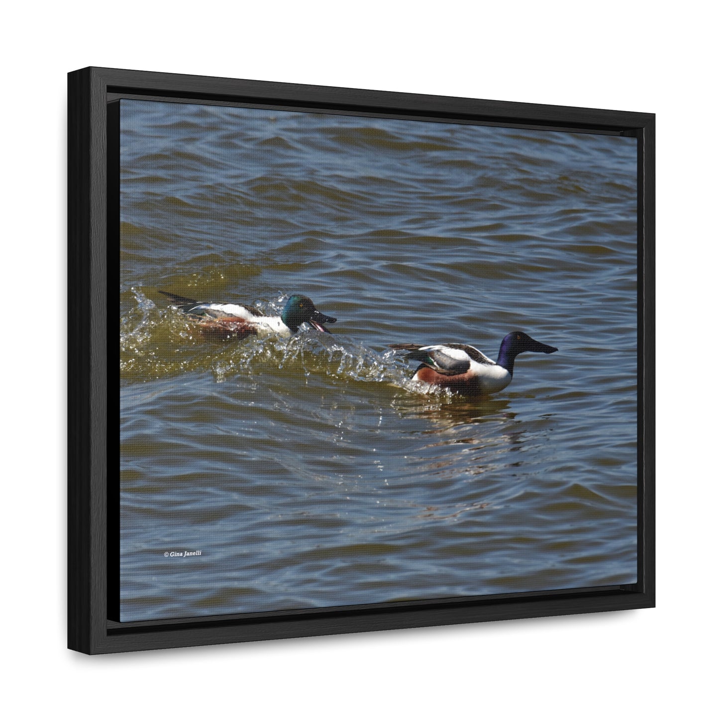 Northern Shoveler Gallery Canvas Wraps, Horizontal Frame