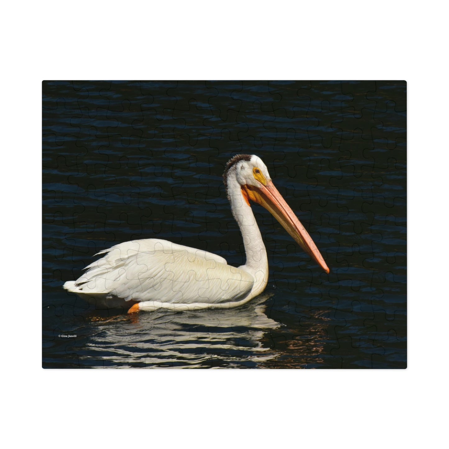 American White Pelican Jigsaw Puzzle ( 110, 252, 500, Piece)
