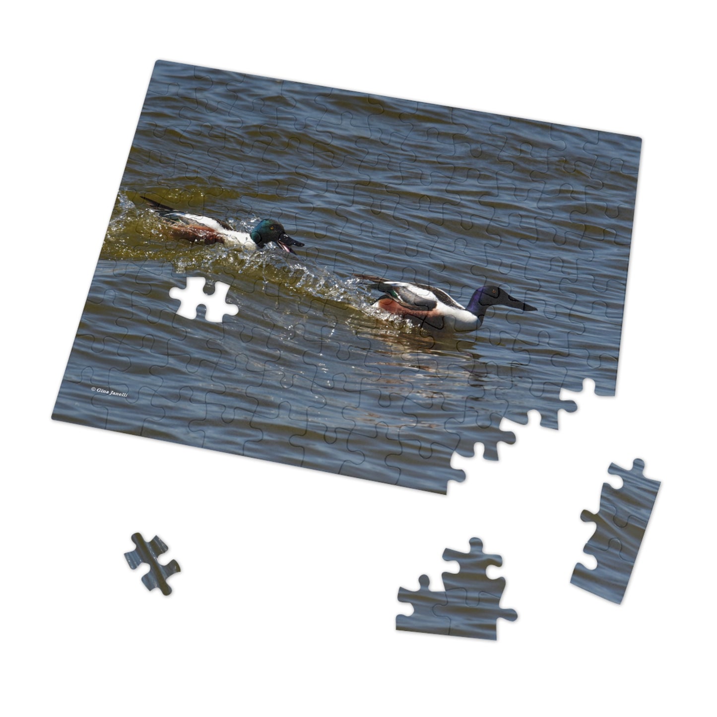 Northern Shoveler Jigsaw Puzzle (110, 252, 500, 1000, Piece)