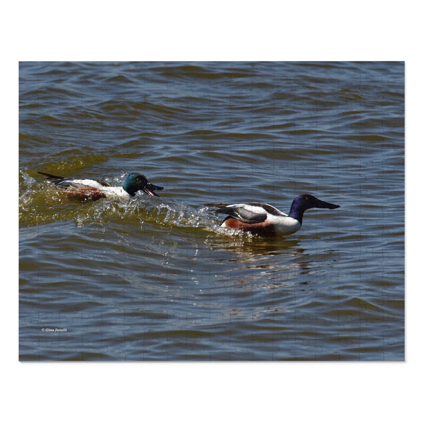 Northern Shoveler Jigsaw Puzzle (110, 252, 500, 1000, Piece)