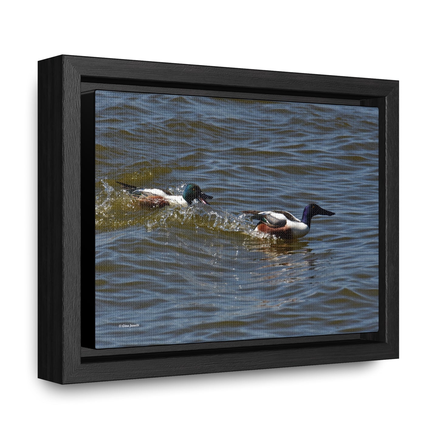 Northern Shoveler Gallery Canvas Wraps, Horizontal Frame