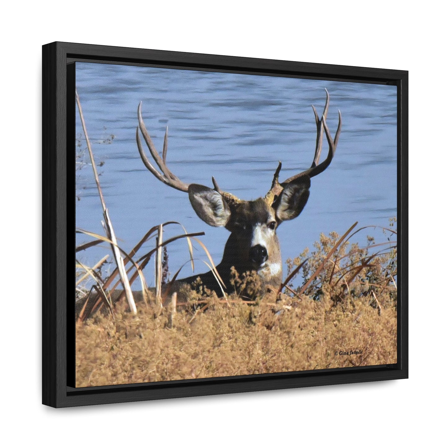 Mule Deer Buck    Gallery Canvas Wraps, Horizontal Frame