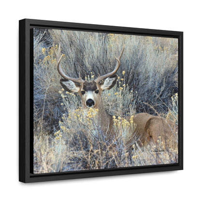 Mule Deer Buck Moment   Gallery Canvas Wraps, Horizontal Frame