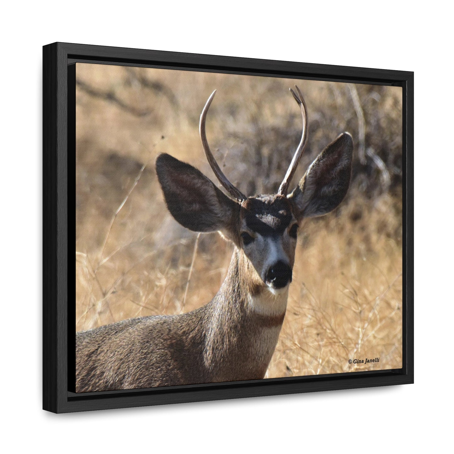 Young Buck - Mule Deer    Gallery Canvas Wraps, Horizontal Frame