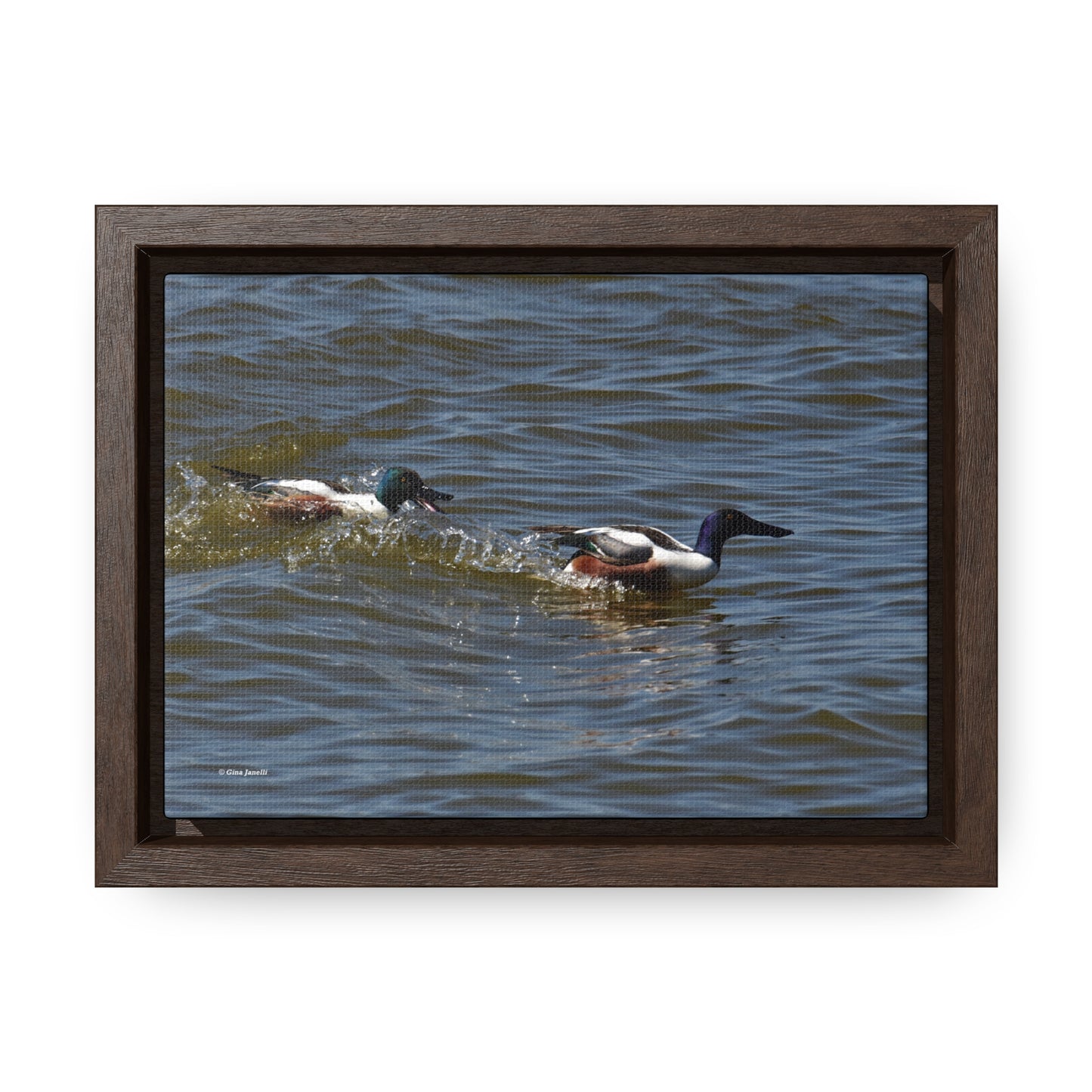 Northern Shoveler Gallery Canvas Wraps, Horizontal Frame