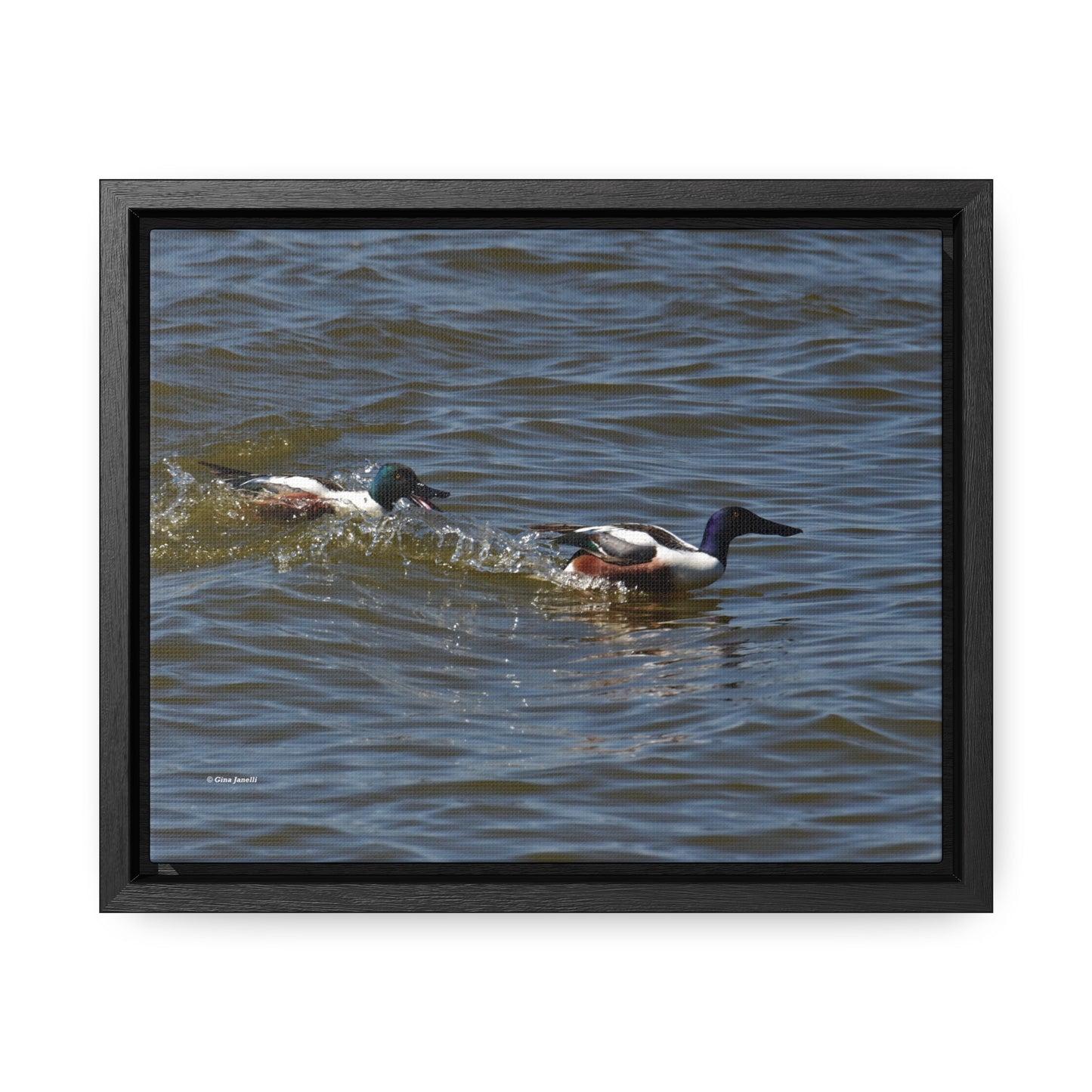 Northern Shoveler Gallery Canvas Wraps, Horizontal Frame