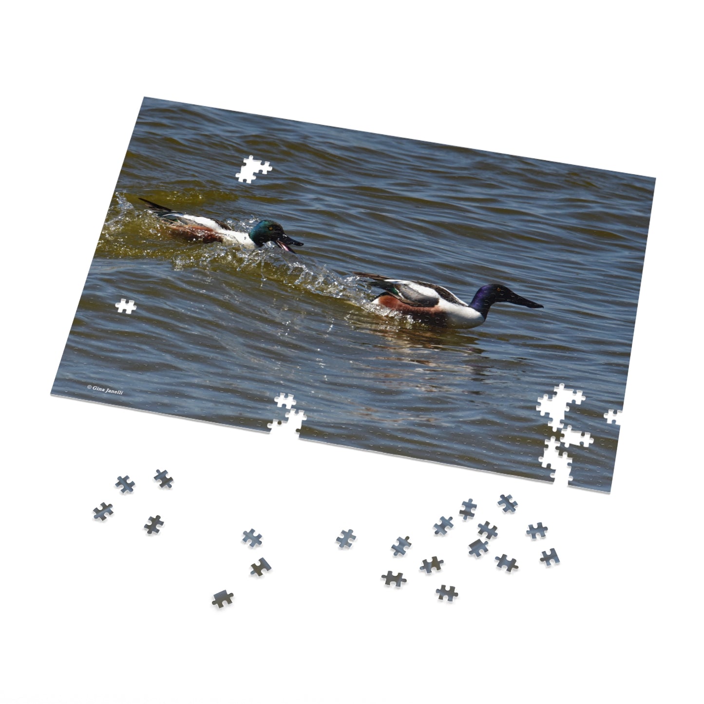 Northern Shoveler Jigsaw Puzzle (110, 252, 500, 1000, Piece)