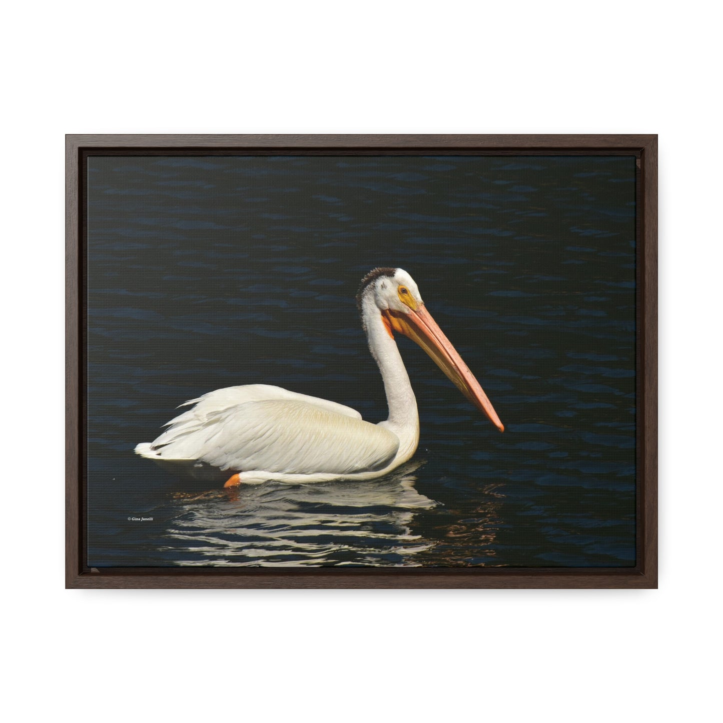 American White Pelican     Gallery Canvas Wraps, Horizontal Frame