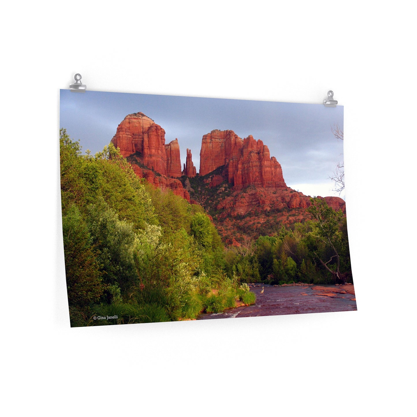 Cathedral Rock & Great Blue Heron, Sedona Az.                                 Premium Matte horizontal posters