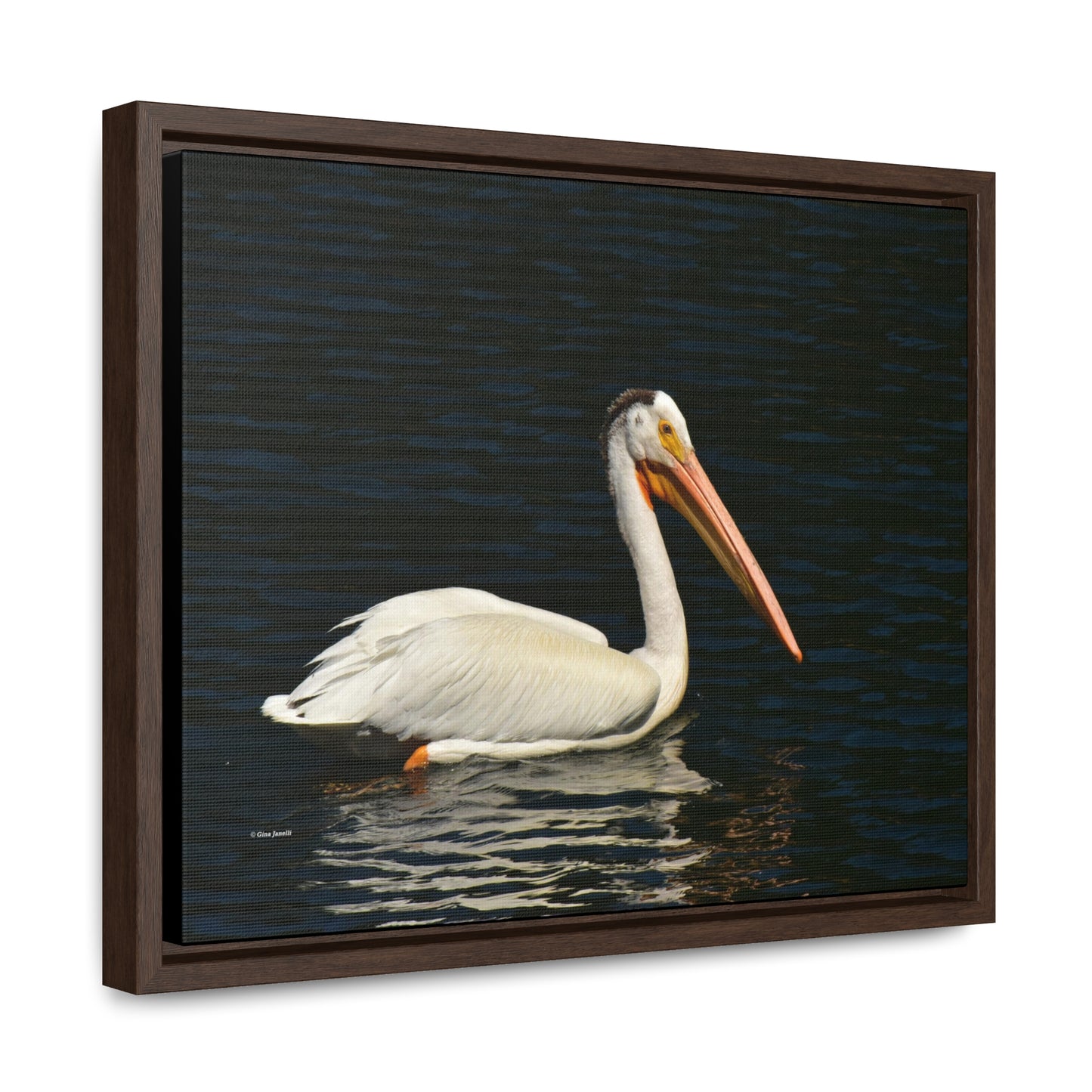 American White Pelican     Gallery Canvas Wraps, Horizontal Frame