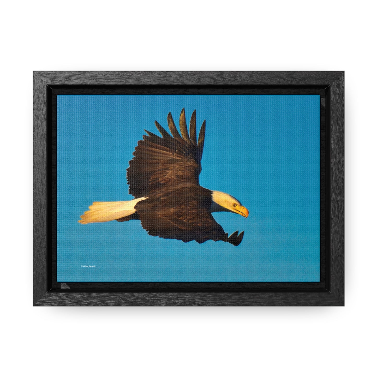 Bald Eagle Gallery Canvas Wraps, Horizontal Frame