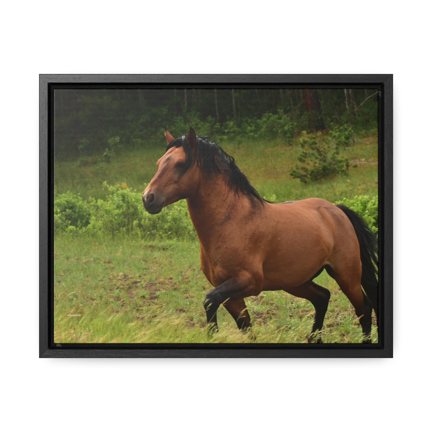 Protector,  Wild Stallion   Gallery Canvas Wraps, Horizontal Frame