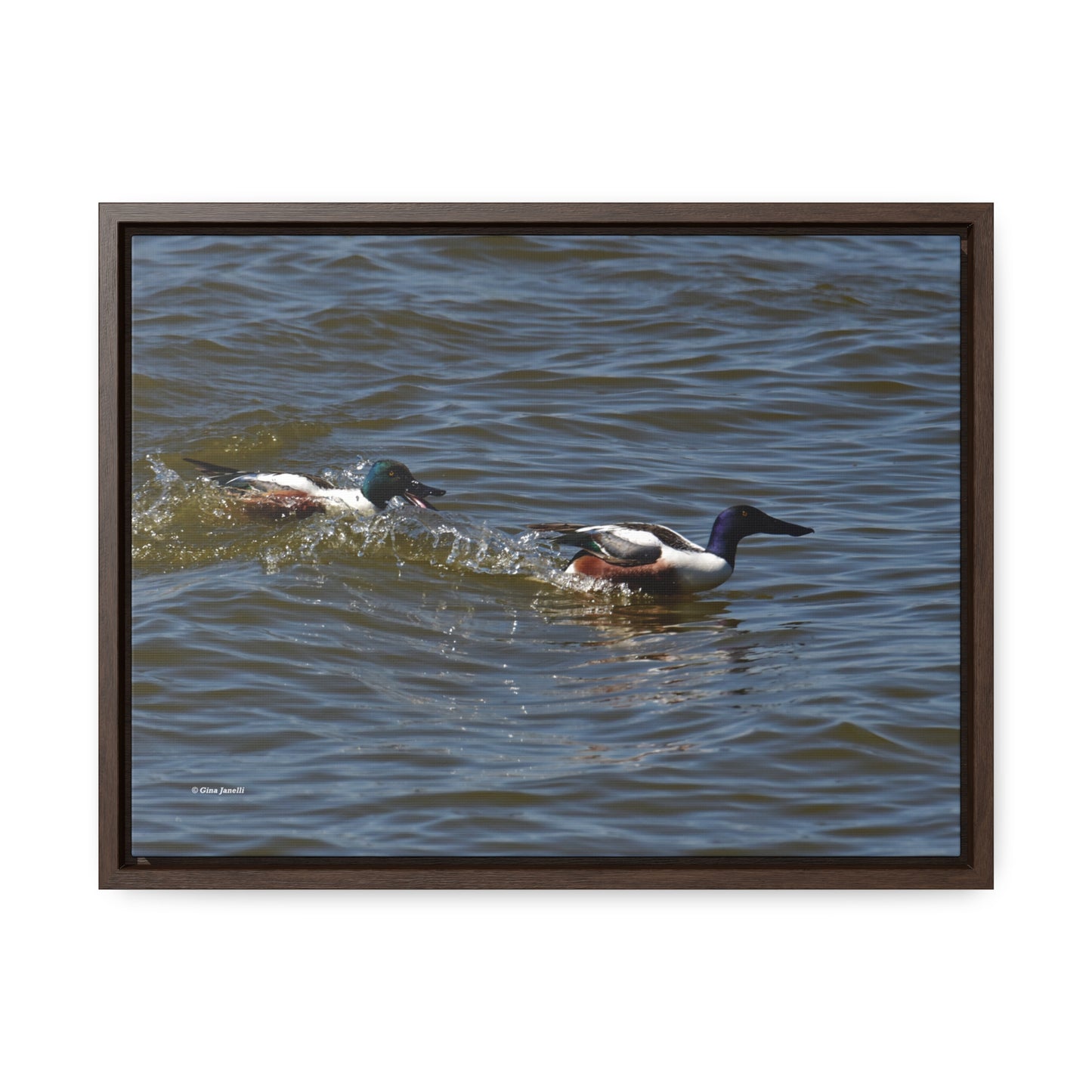 Northern Shoveler Gallery Canvas Wraps, Horizontal Frame