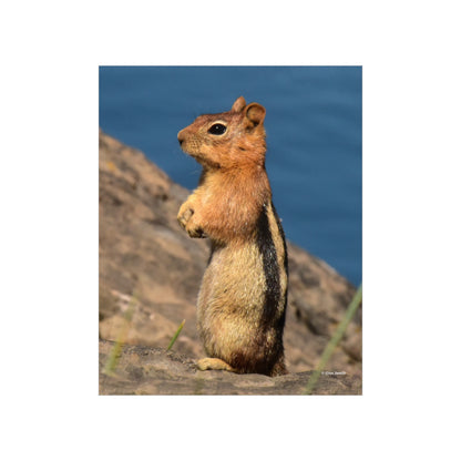 Golden-mantled ground squirrel         Premium Matte vertical posters