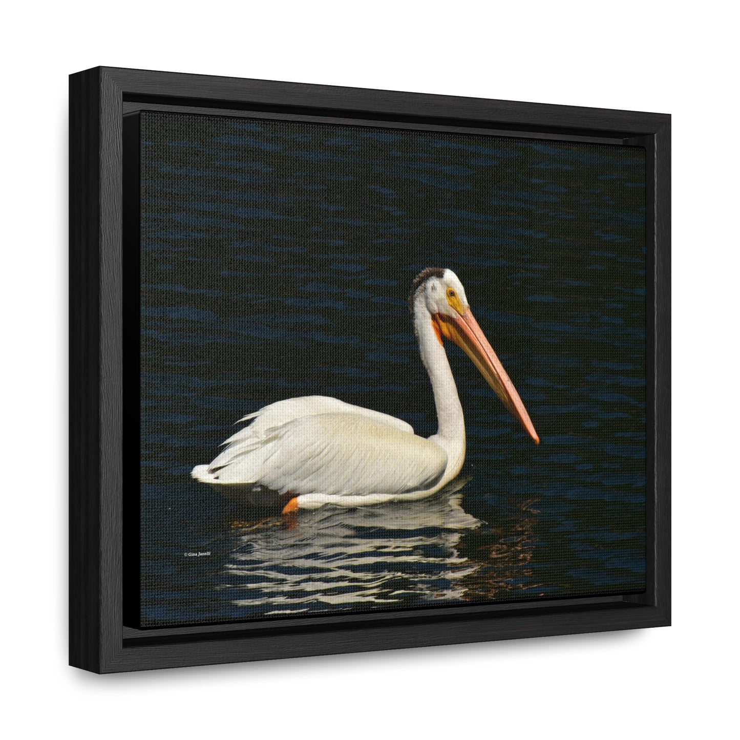 American White Pelican     Gallery Canvas Wraps, Horizontal Frame