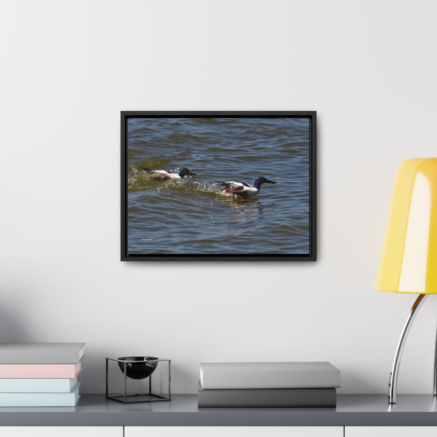 Northern Shoveler Gallery Canvas Wraps, Horizontal Frame