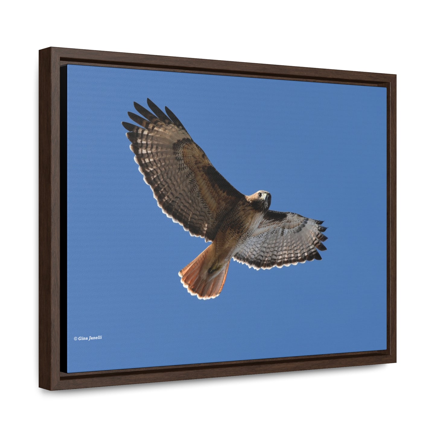 Red Tail Hawk Gallery Canvas Wraps, Horizontal Frame