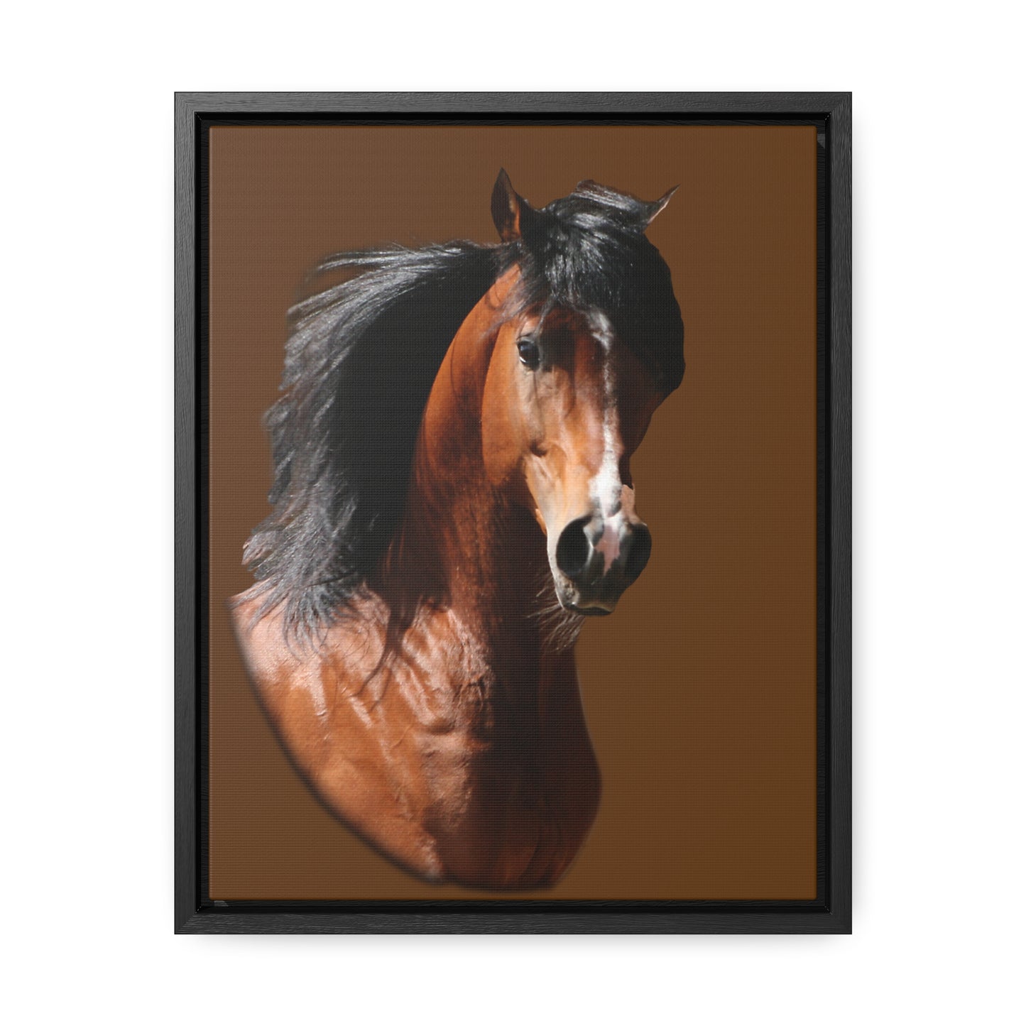 Bay Arabian Stallion   Gallery Canvas Wraps, Vertical Frame