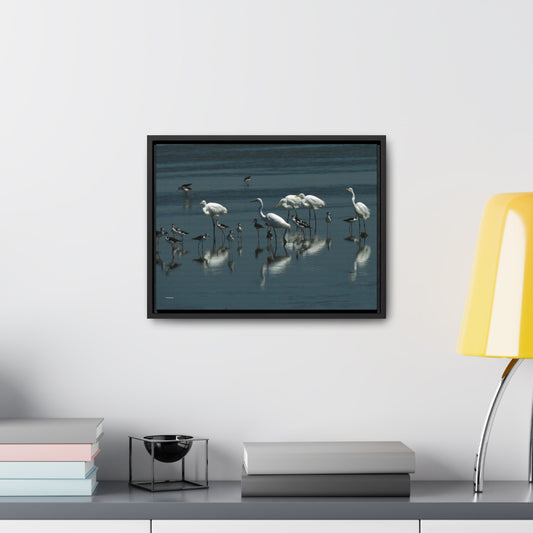 Egret and Black-necked Stilts    Gallery Canvas Wraps, Horizontal Frame