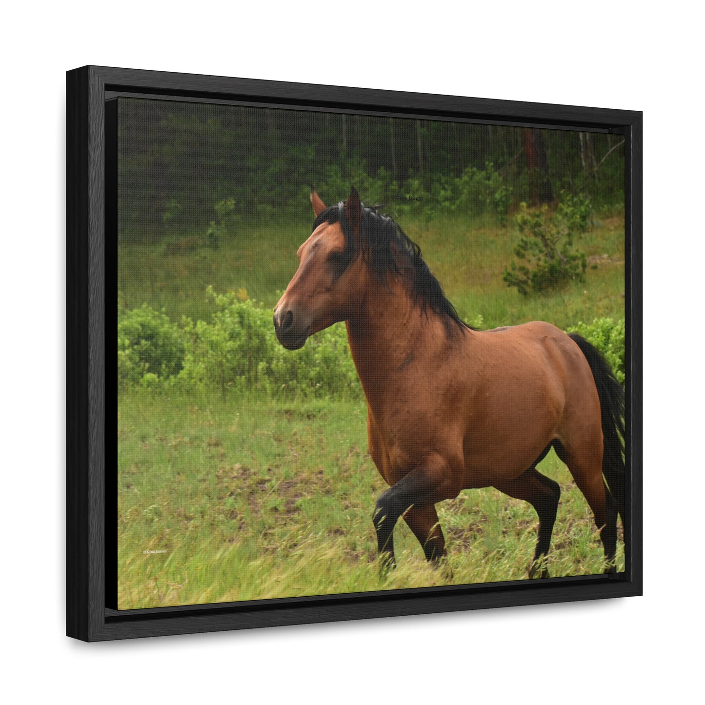 Protector, Wild Stallion Gallery Canvas Wraps, Horizontal Frame