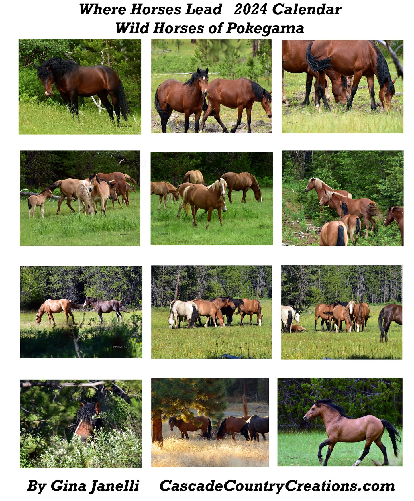 Where Horses Lead - Wild Horses of Pokegama