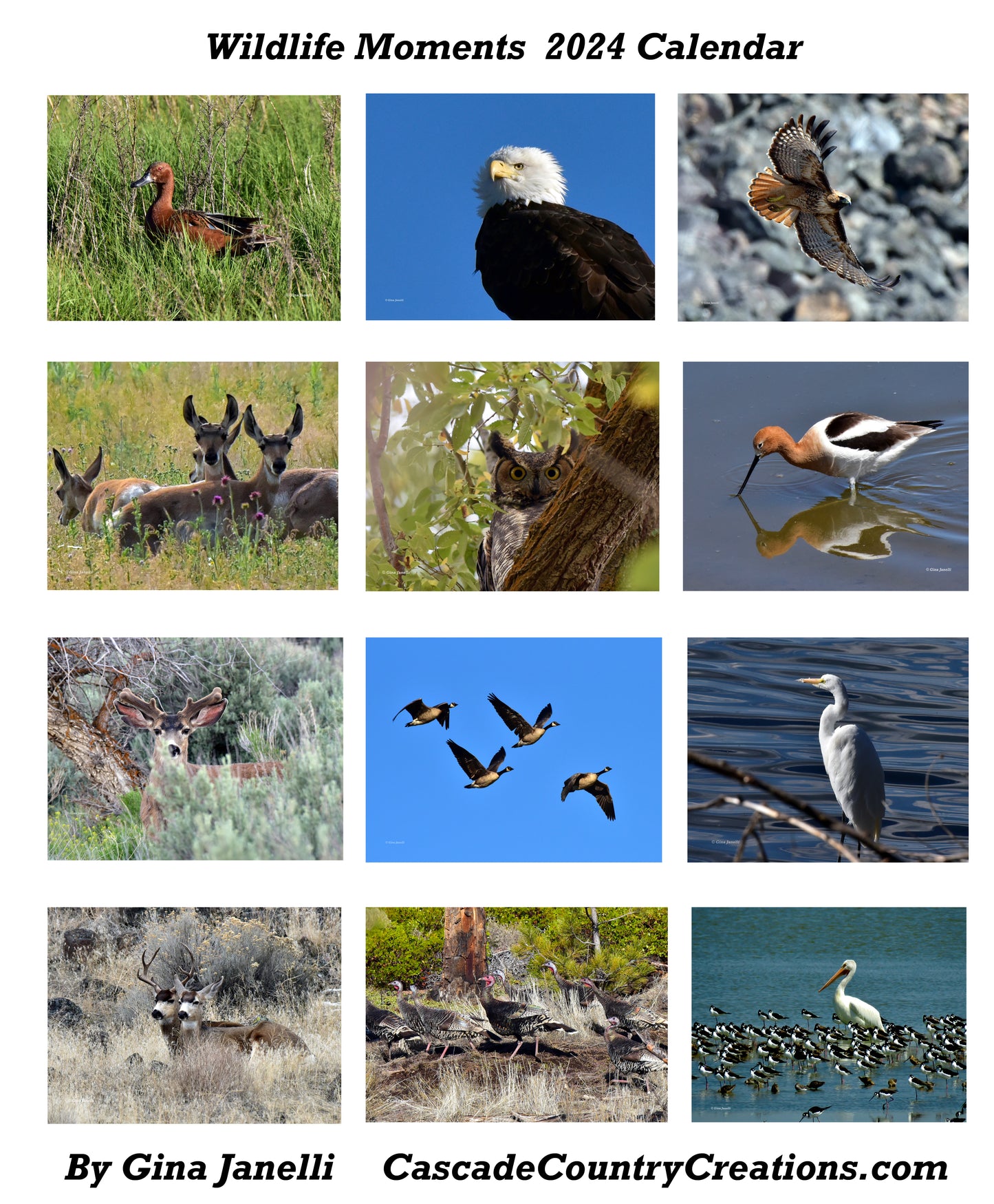 Wildlife Moments 2024 Calendar