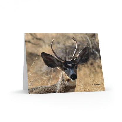 Young Buck - Mule Deer               Greeting cards (8, 16, and 24 pcs)