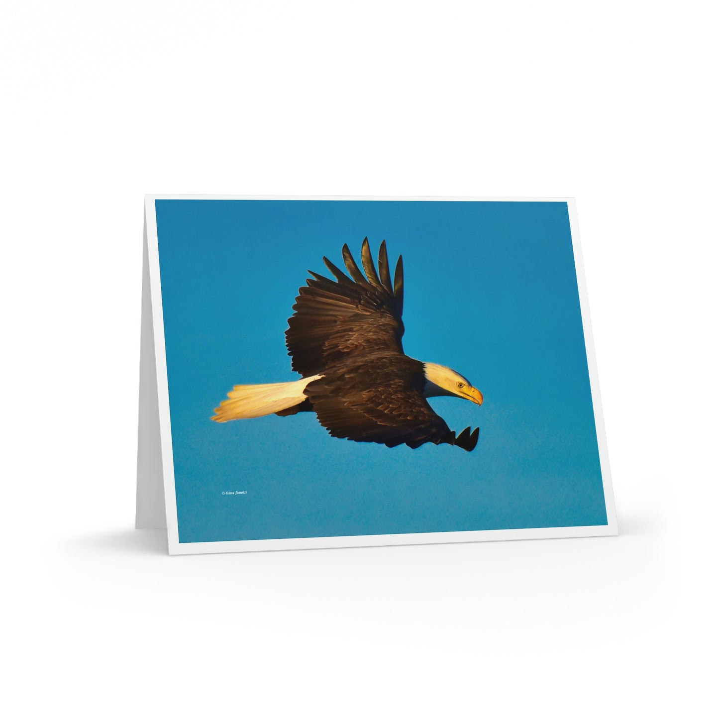 Bald Eagle Greeting cards (8, 16, and 24 pcs)