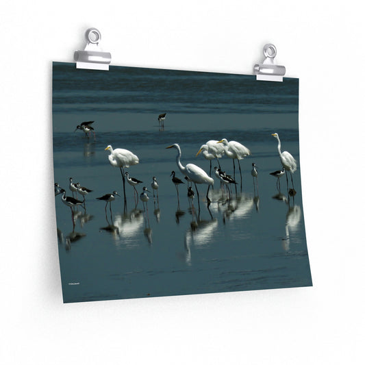 Egret and Black-necked Stilts        Premium Matte horizontal posters