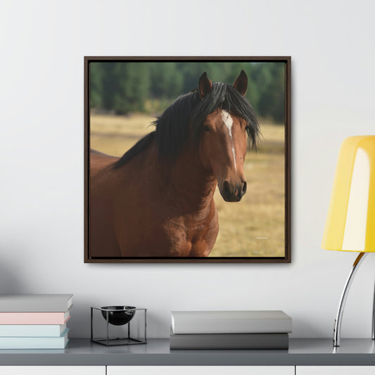 Young Stud, Wild Stallion   Gallery Canvas Wraps, Square Frame