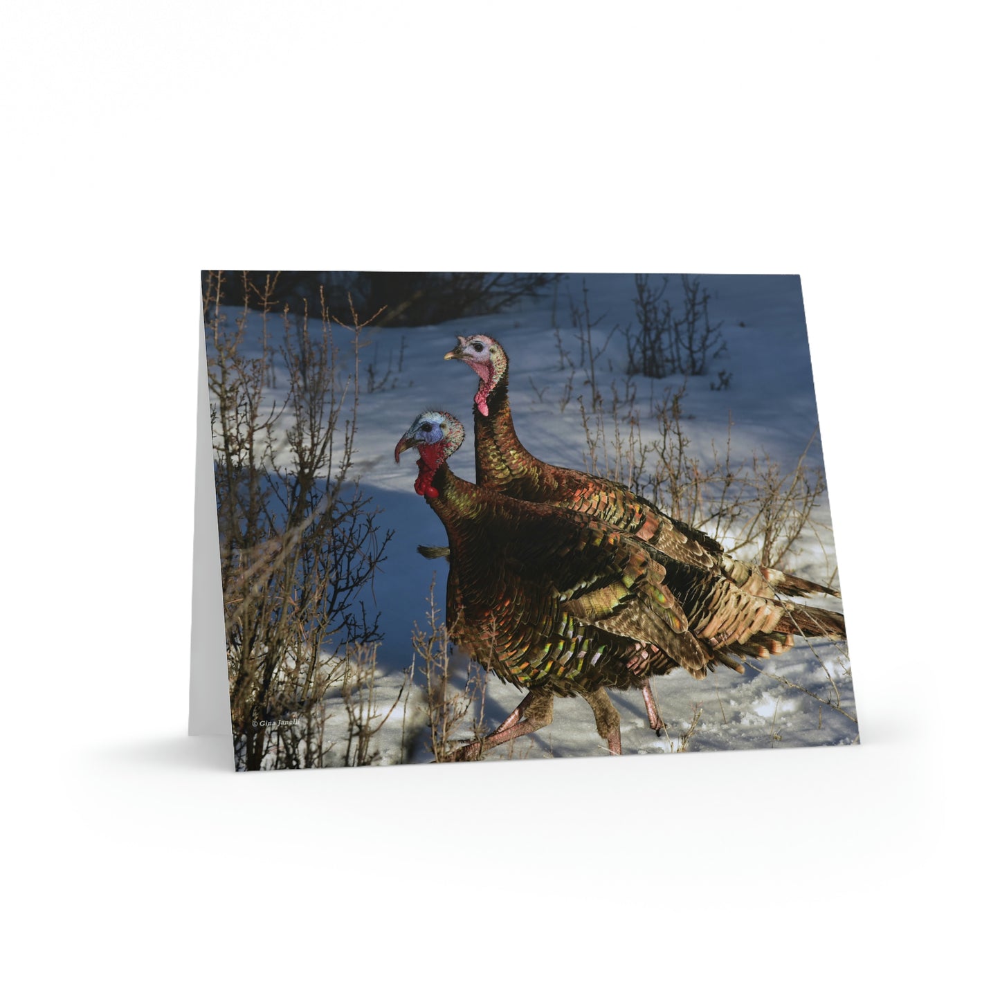 Wild Tom Turkeys  Greeting cards (8, 16, and 24 pcs)